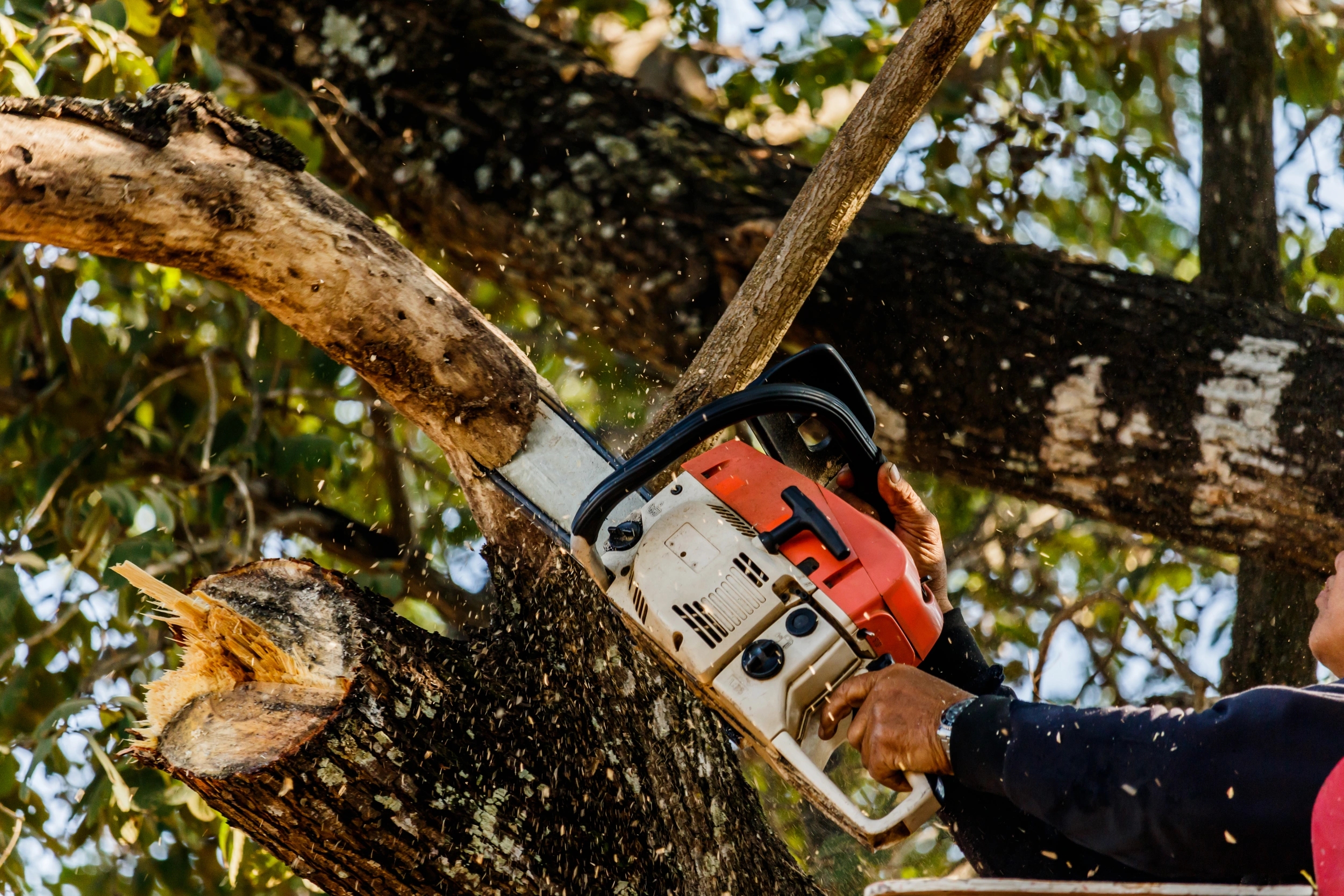 Taille raisonnée pour arbres en bonne santé